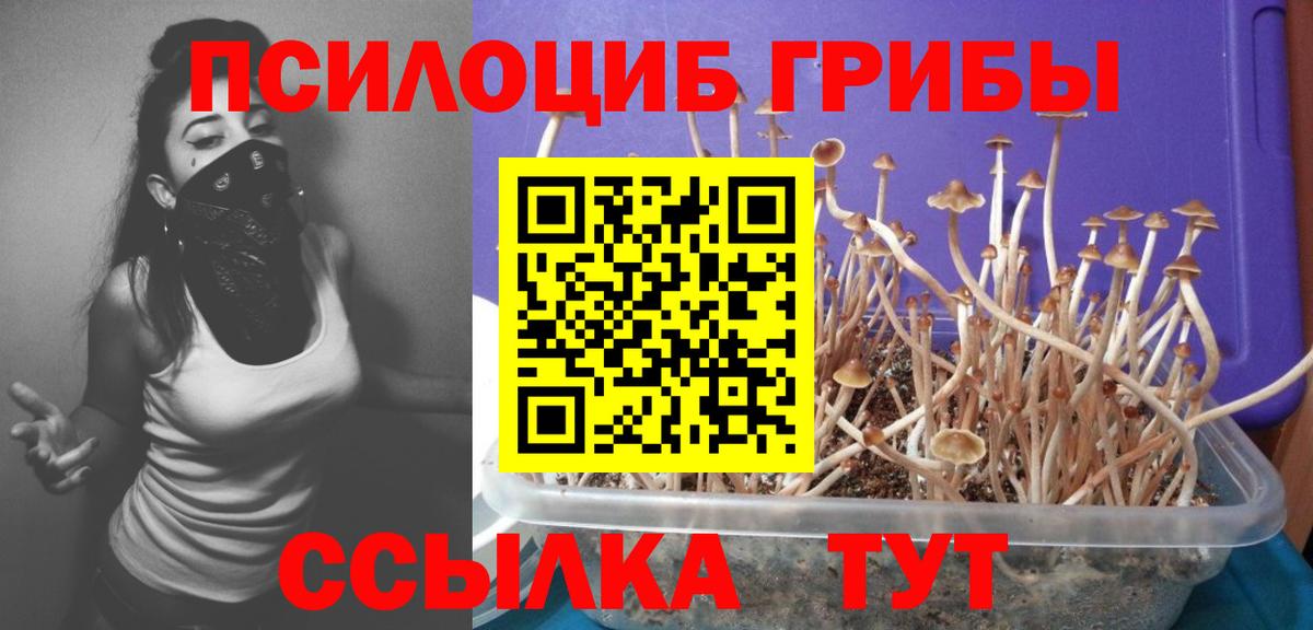 Скопин  Псилоцибиновые грибы Psilocybe  Вход с VPN 